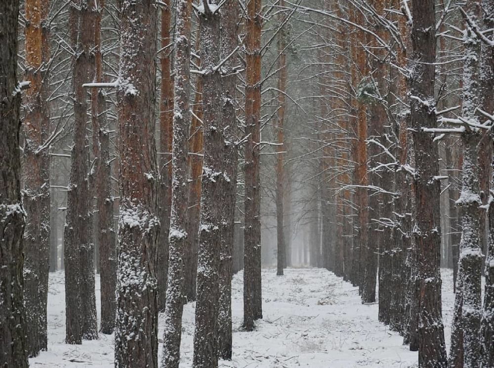 Фотография автора Елена Фролова