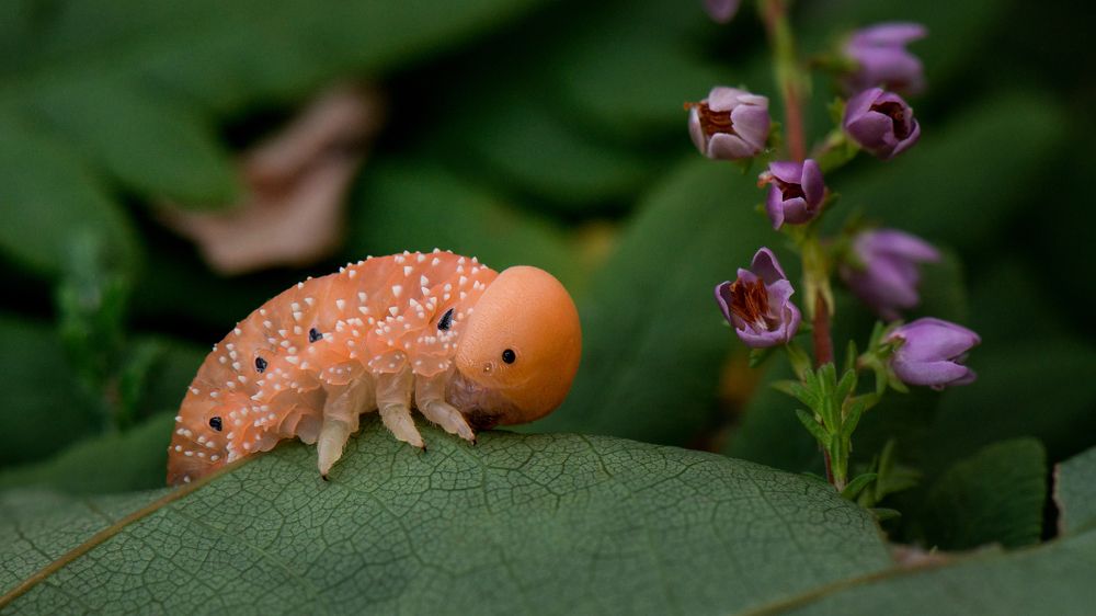 Осиновый жёлтый пилильщик