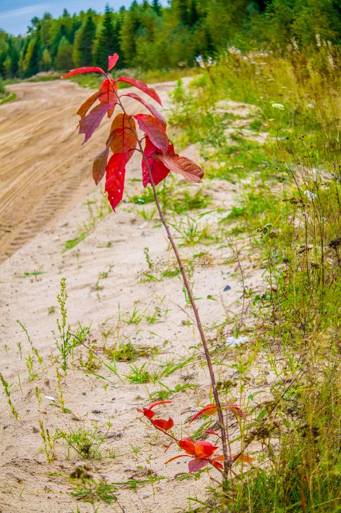 Яркий осенний миг