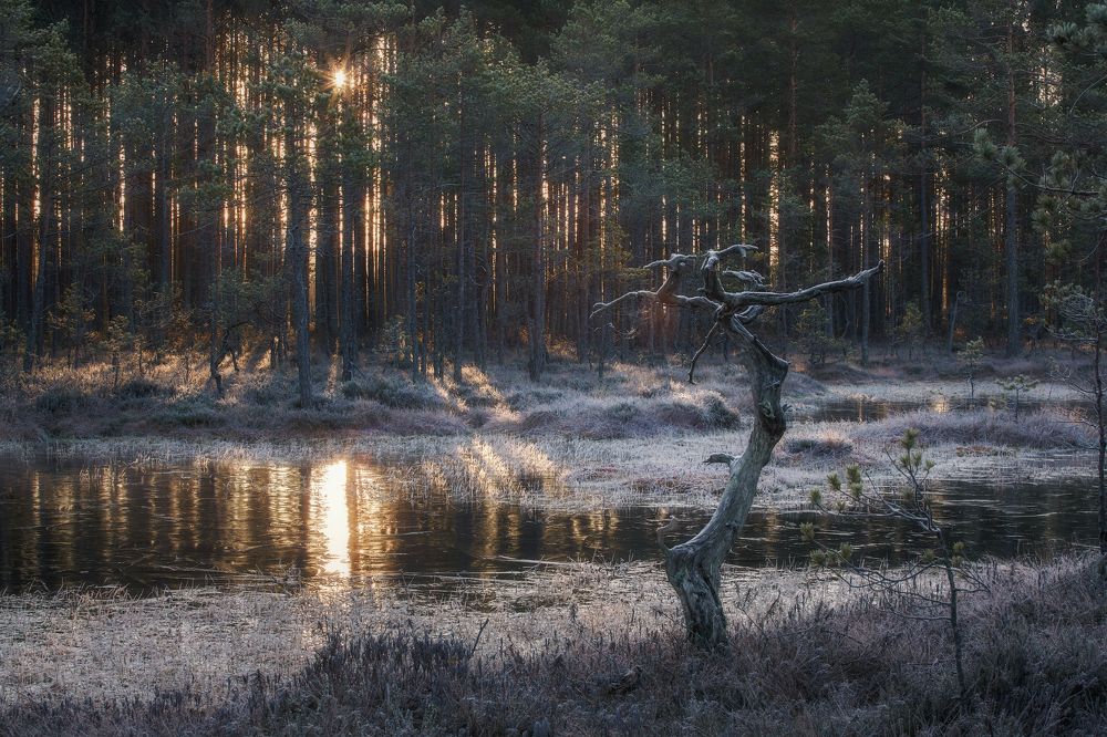 утренний мороз