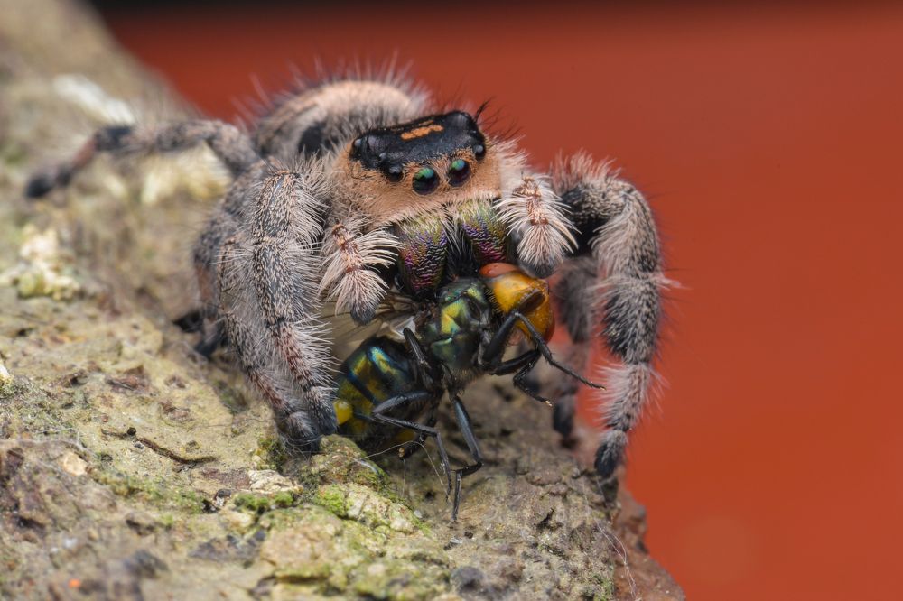 jumping spiders eat flies
