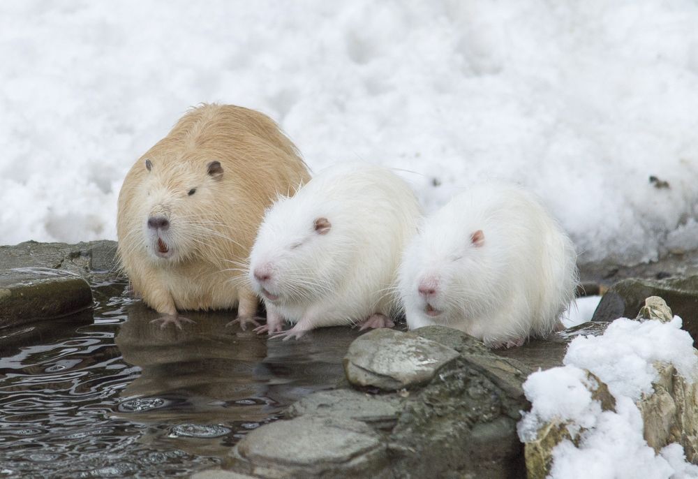 Спят уставшие зверюшки