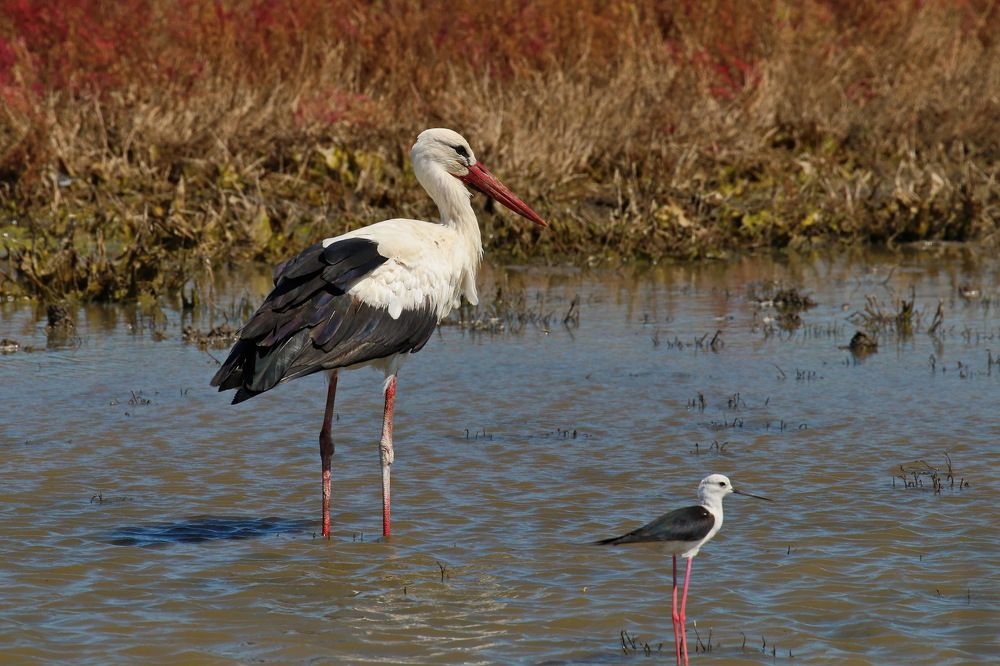 Встреча на рыбалке