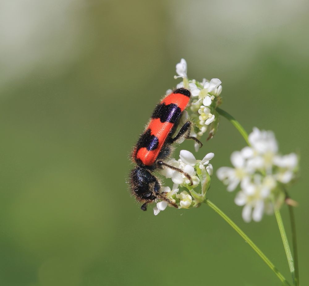 Photograph by Елена Красавина