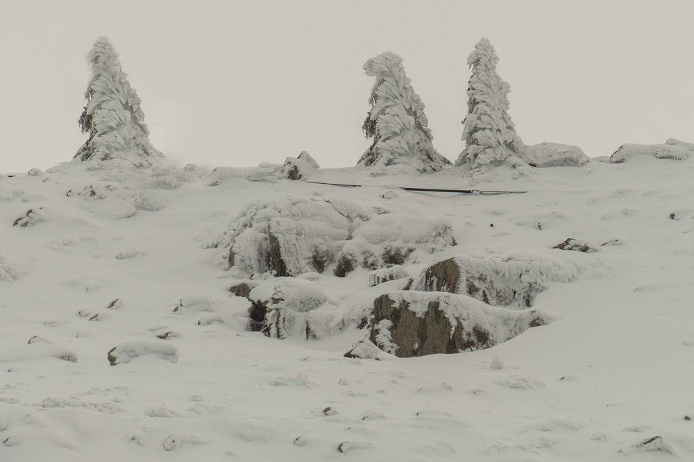 Елочки в тумане