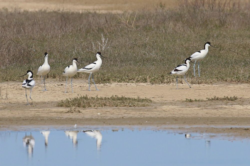 Шилоклювки
