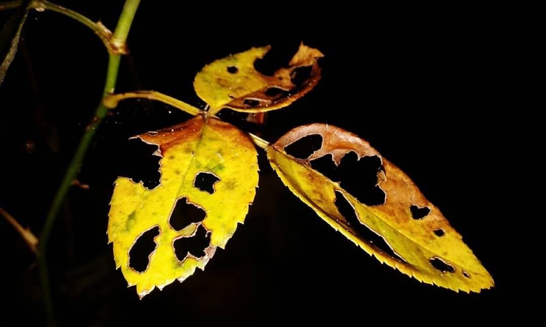 Rose Leaves