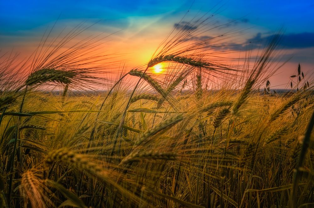 Sunset Over Wheat Field