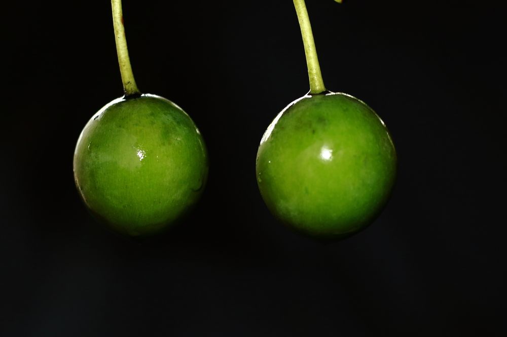 the fruit