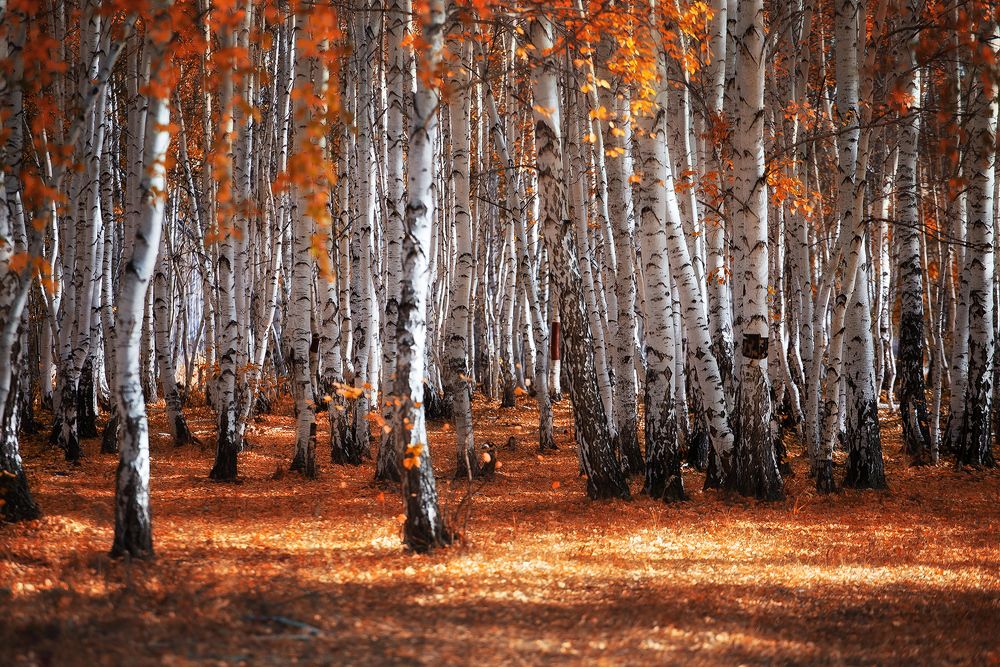 Краски осени