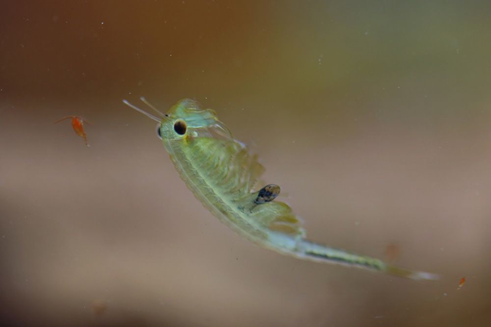 Охота на жабронога