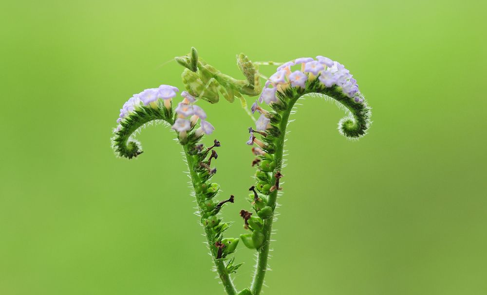 Dancing Mantis in the flowers