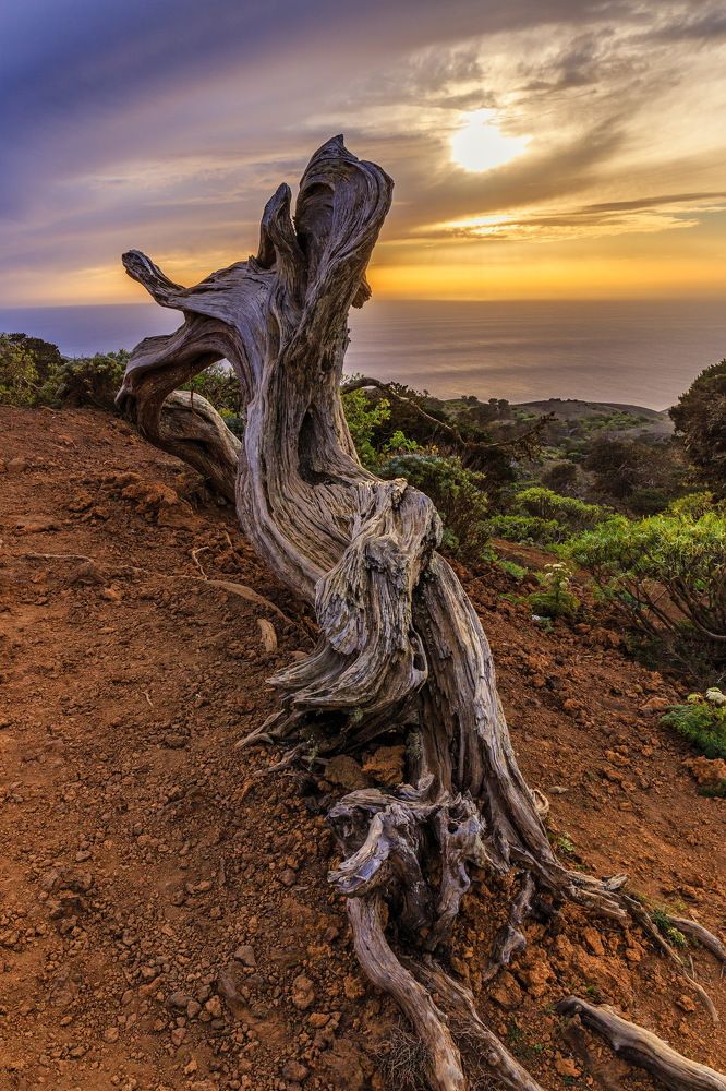 Деревья Эль Йерро