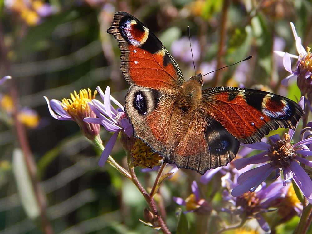 Идеальная симметрия- рисунок на крыльях бабочки