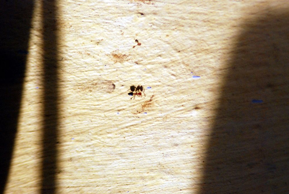 ant shadow