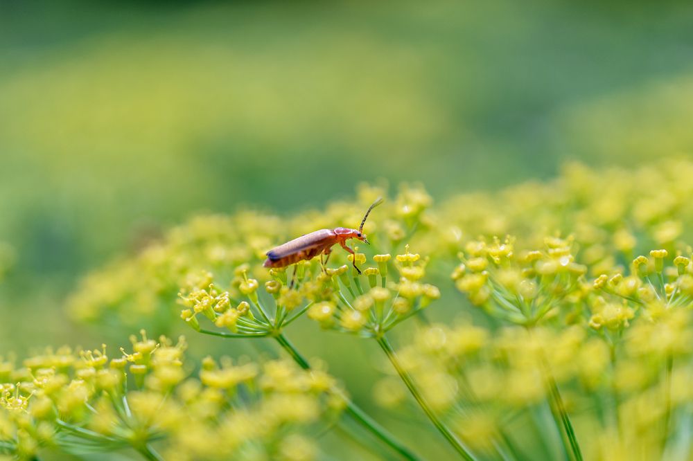 На цветках укропа