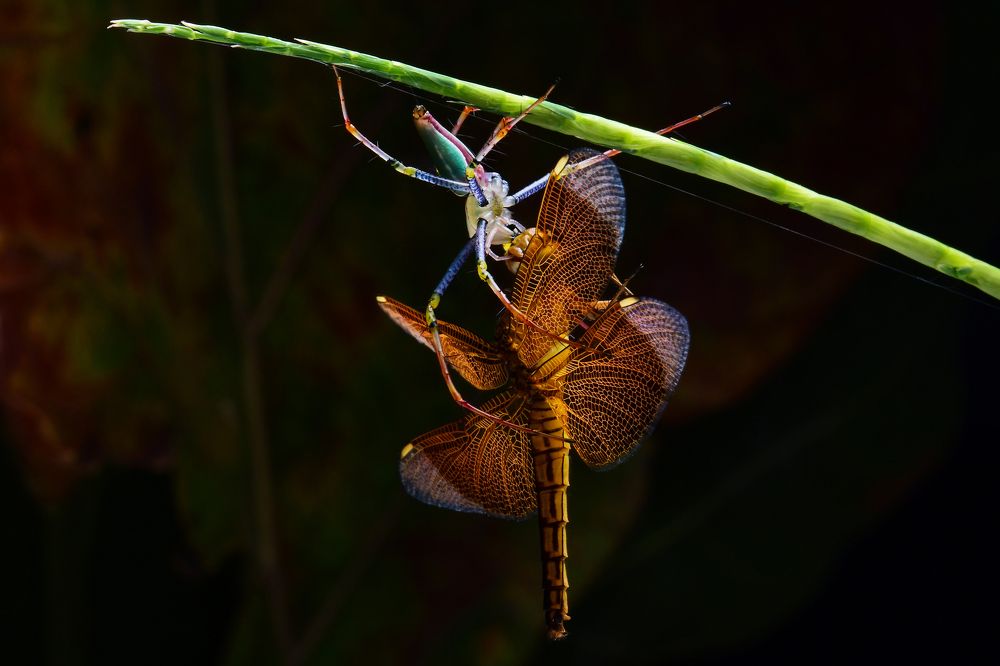 colorful spider eats dragonfly