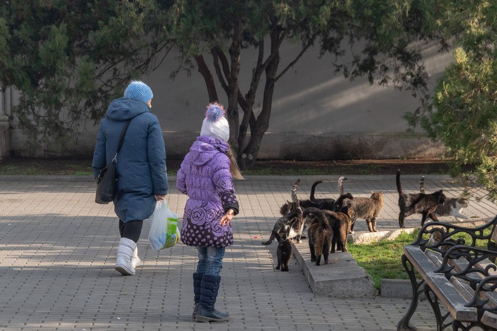 Кошачья фея  / Cats' Fairy