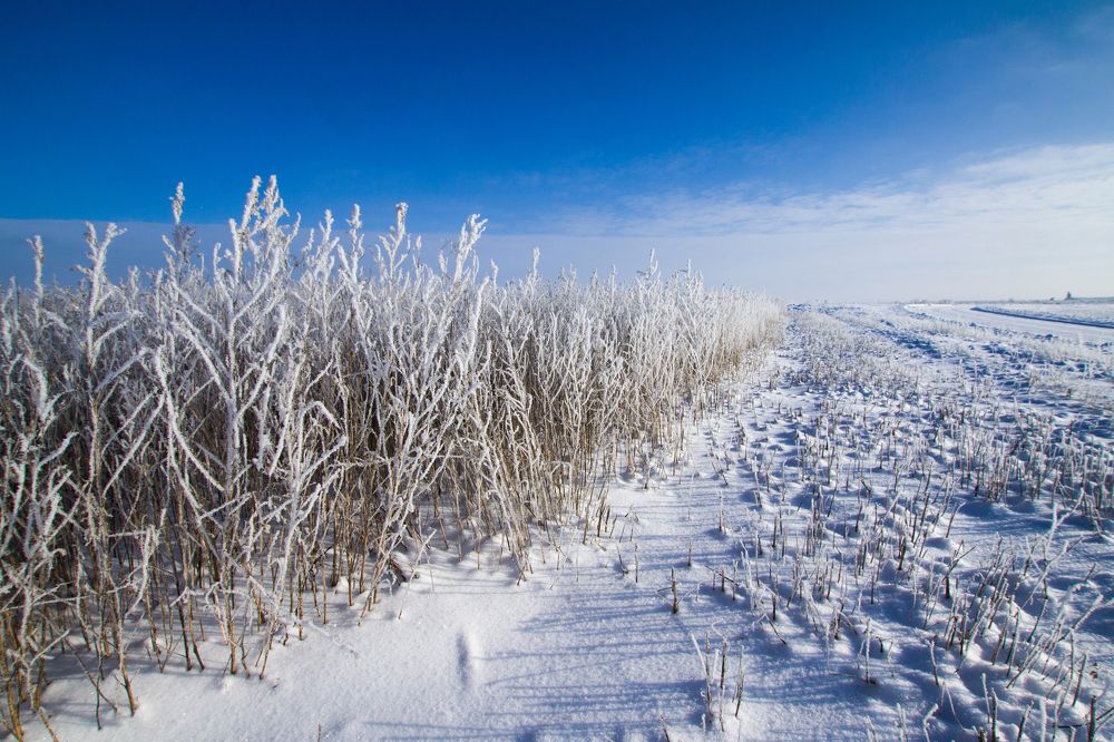 Ледяные оковы