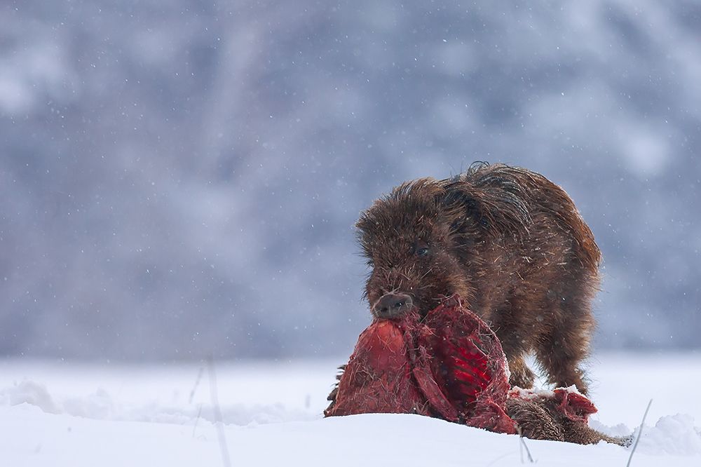 The wild boar is wild.