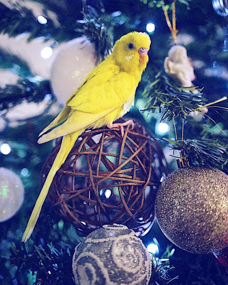 Christmas with my parrot
