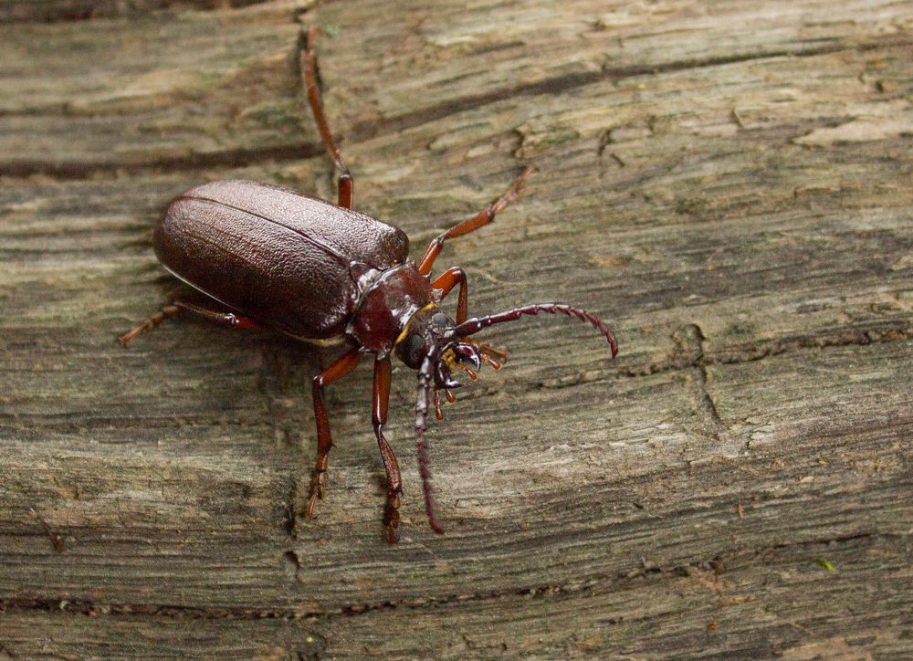 Жук-дровосек