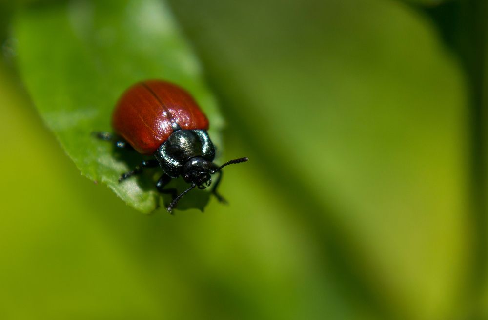 Аппетитно красный