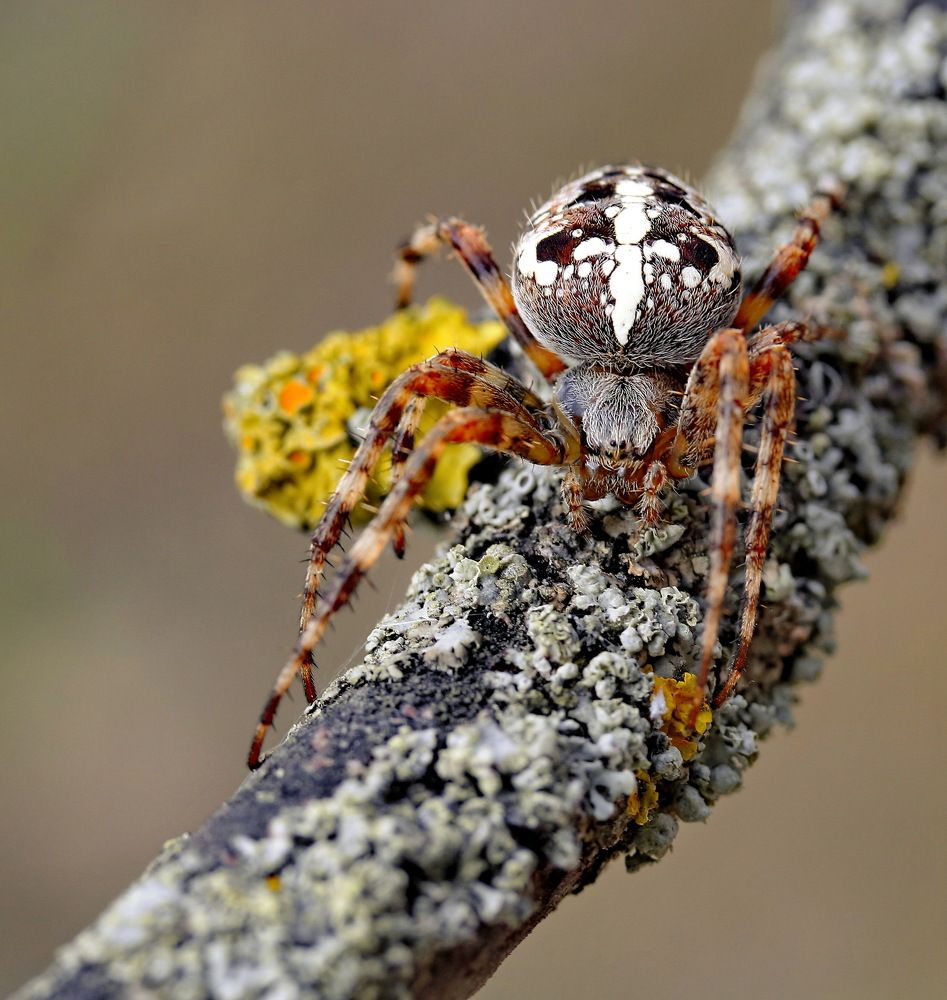 Photograph by Игорь Осипов