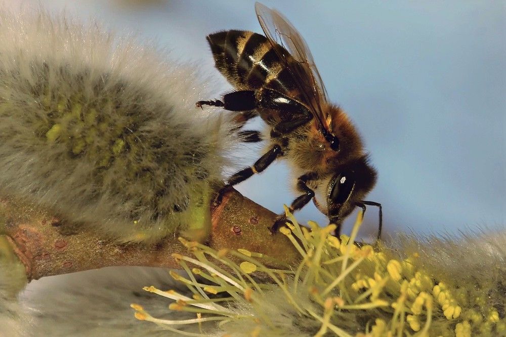 Труженица..