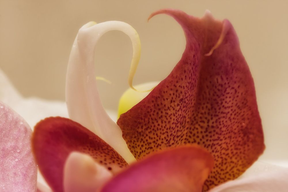 "Лебединое озеро"