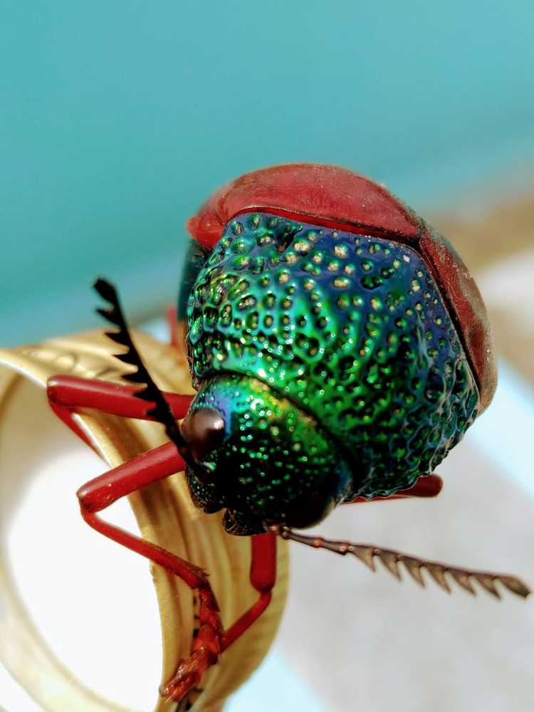 Beetle