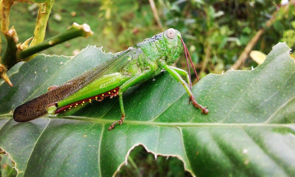 Grasshopper