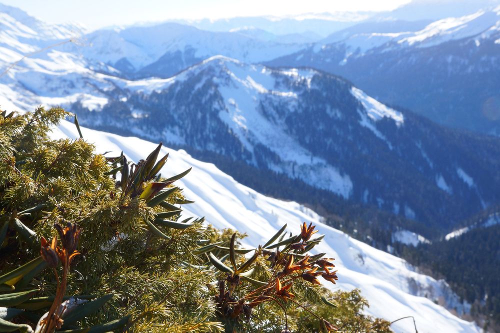 Зимний цветок