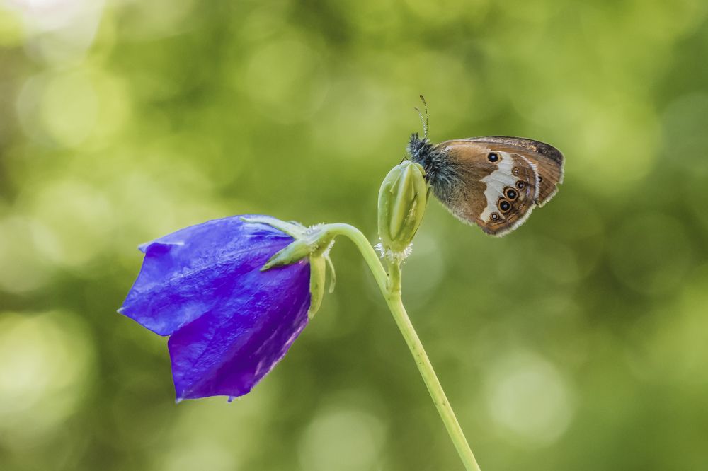 Flower and Butterfly