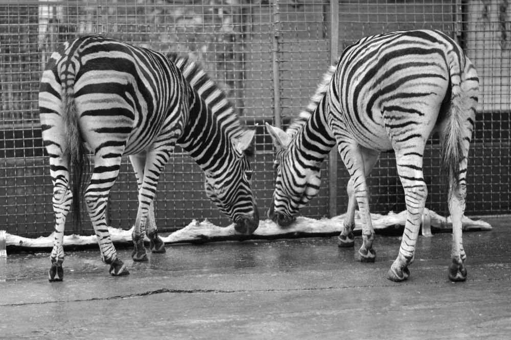 Живая симметрия