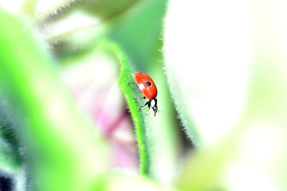 БОЖЬЯ КОРОВКА