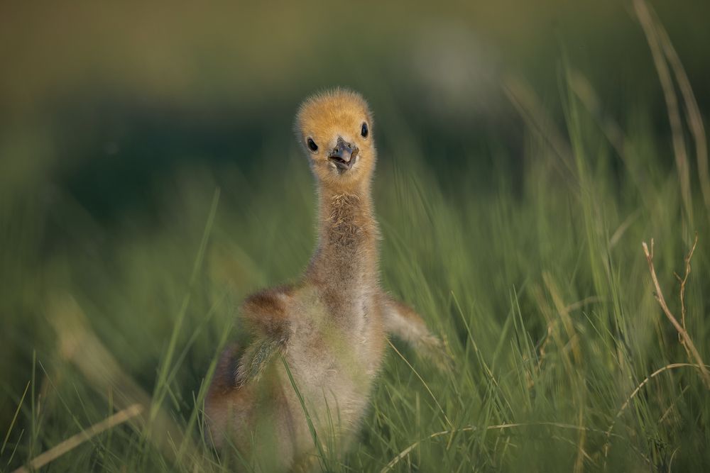 Первые дни...