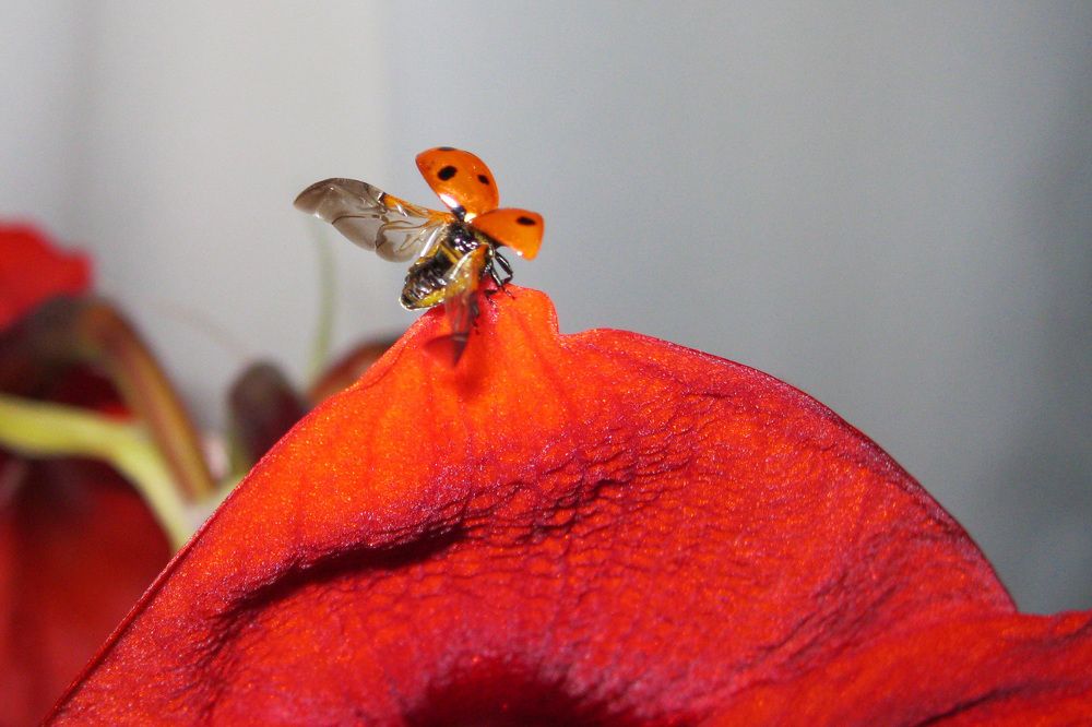 Божья коровка