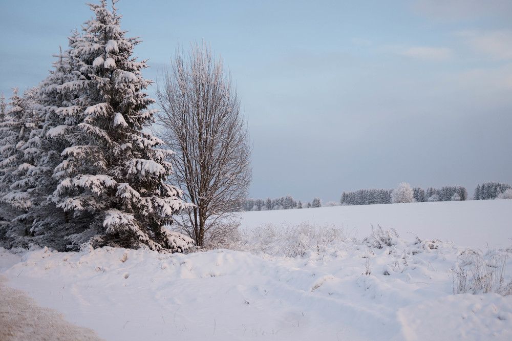 Заснеженная елочка