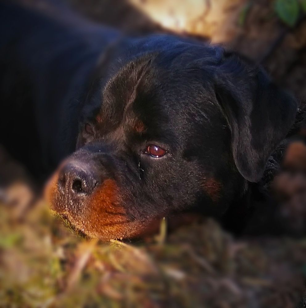 Преданность