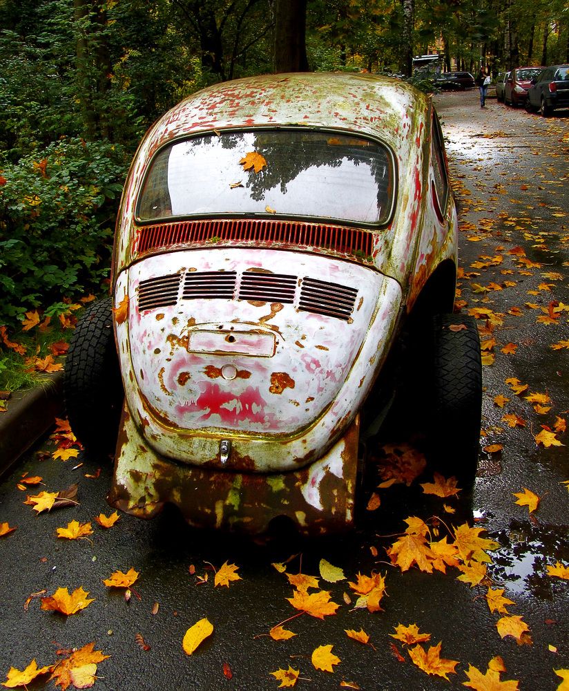 Жук в осеннюю пору