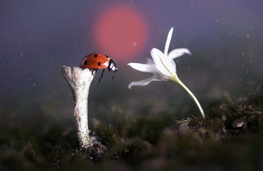 Туманный закат