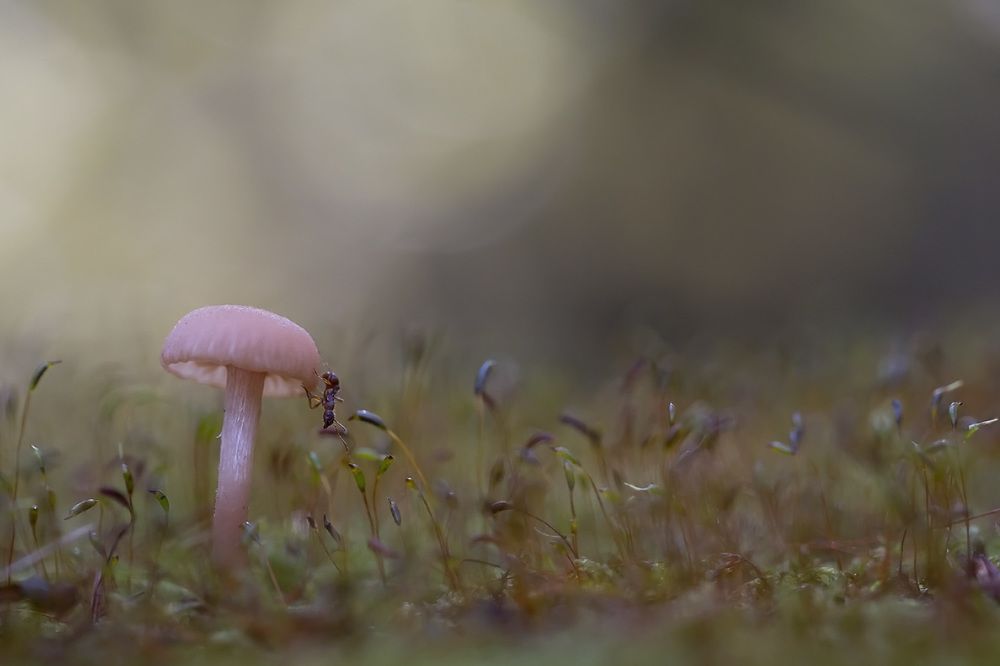 Любопытство