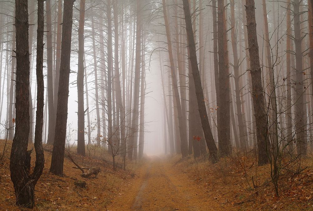 Autumn walk