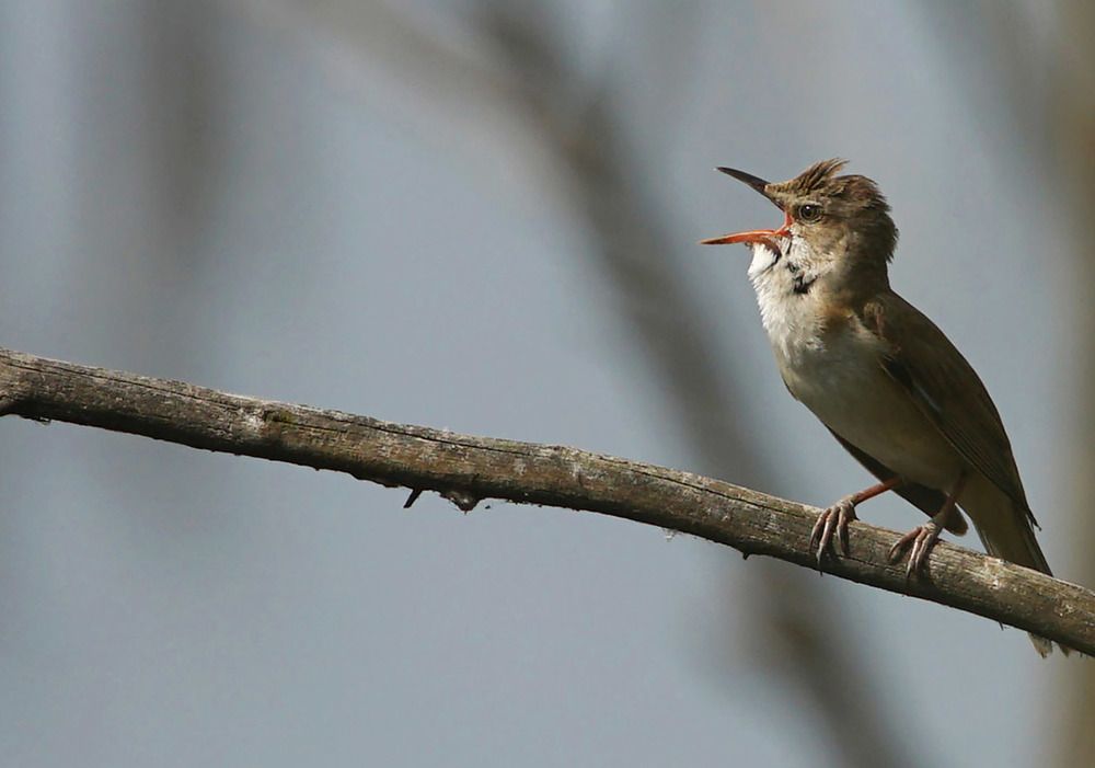 Eurasian Reed Warble