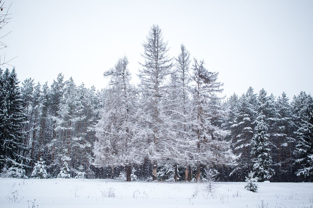 Мёртвые великаны