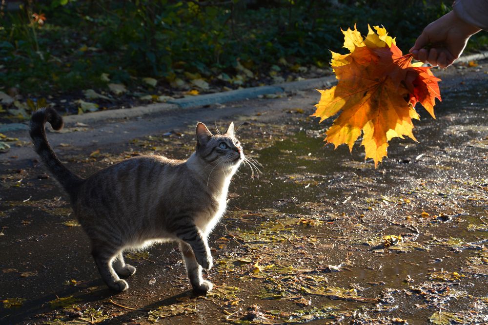 Подарите мне осень