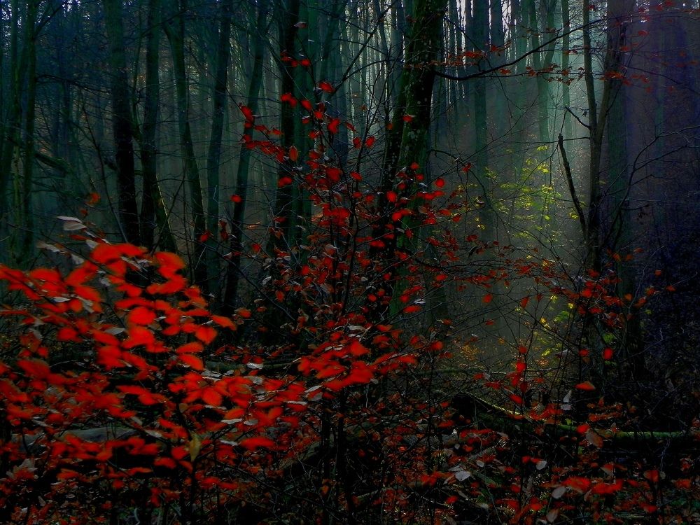 the sun rises in the forest