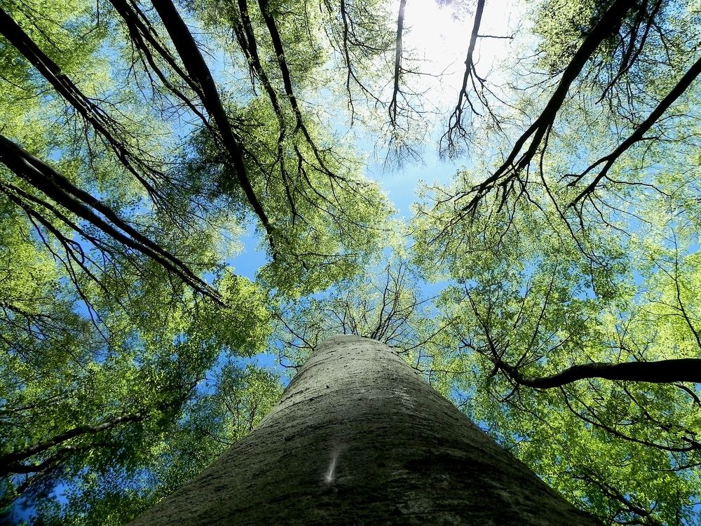 looking into the crown of trees