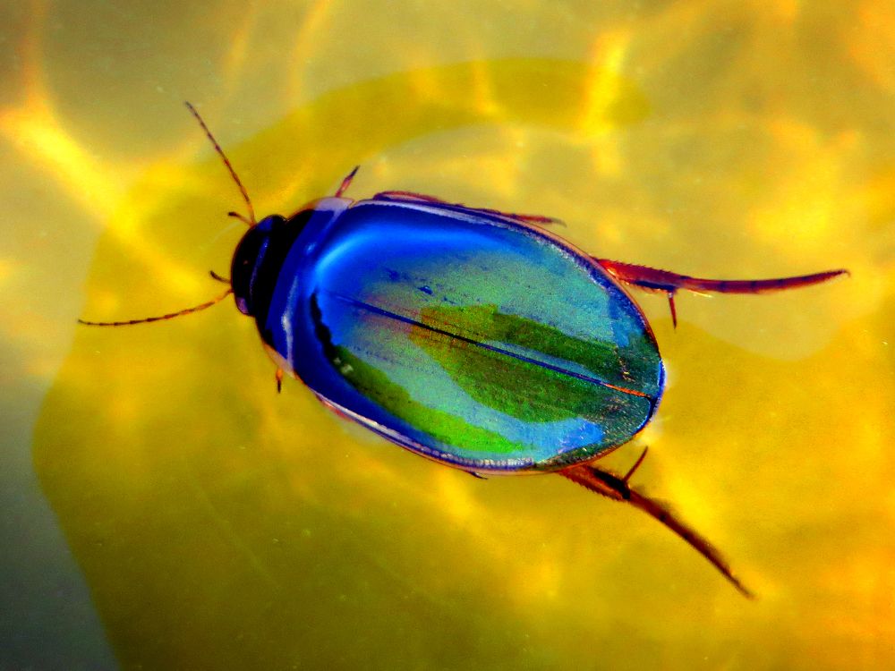 Жук-плавунец.